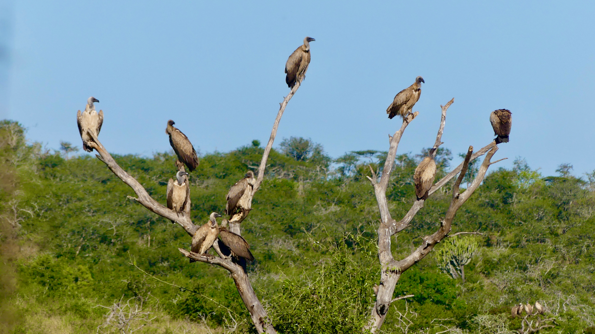 White backed Vultures gathering